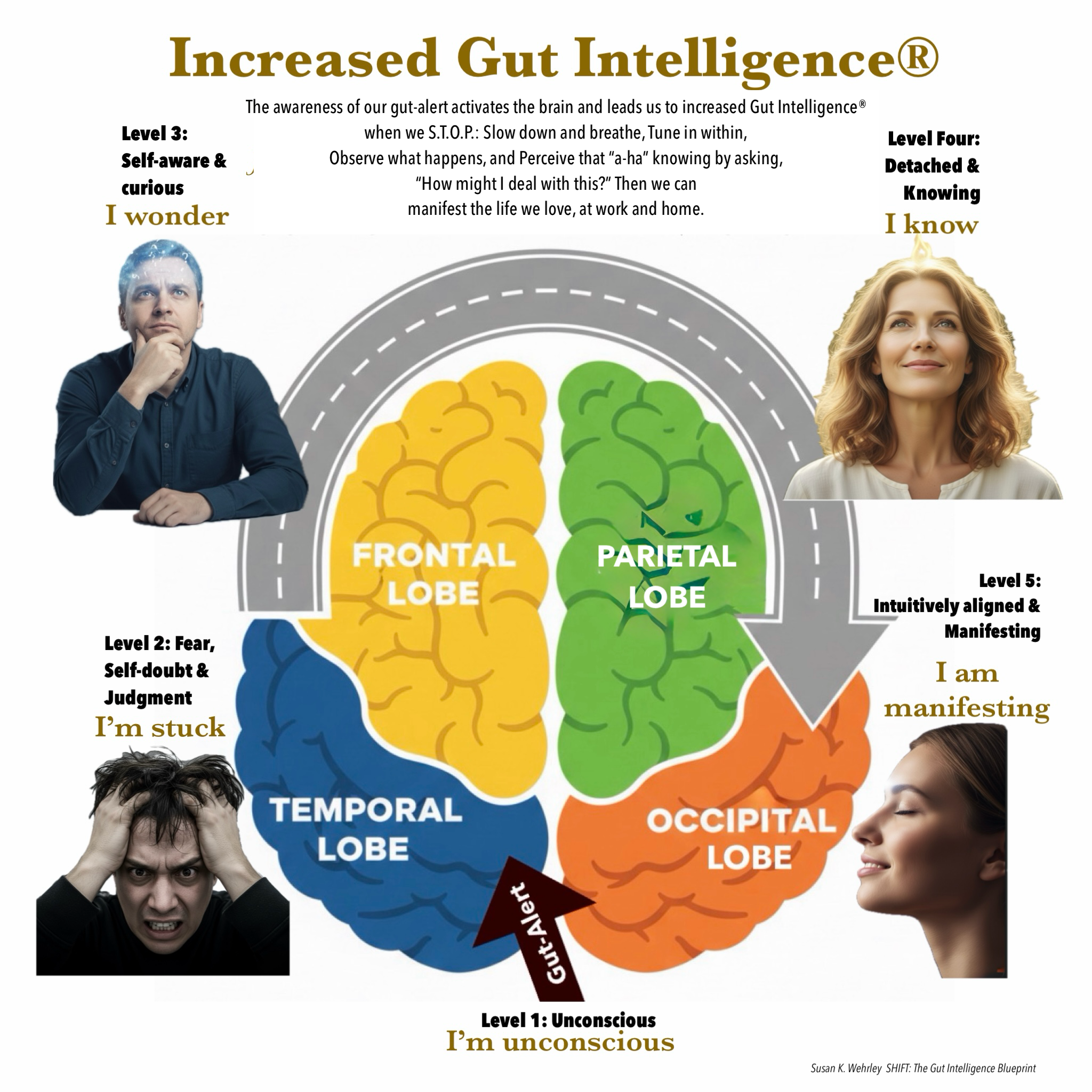 Increased Gut Intelligence Process